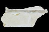 Pterosaur Ulna - Solnhofen Limestone, Germany #108925-1
